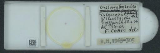 Orstomaleyrodes fimbrae Mound, 1964 - 010165439_117723_1092269