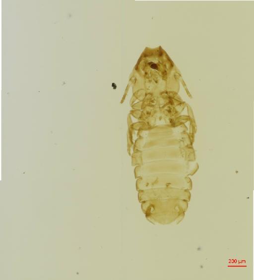 Procaviphilus (Meganarionoides) africanus Werneck, 1941 - 010697591__2017_08_16-Scene-1-ScanRegion0