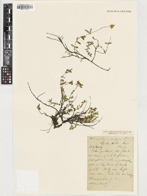 Helianthemum nummularium (L.) Mill - BM001037860