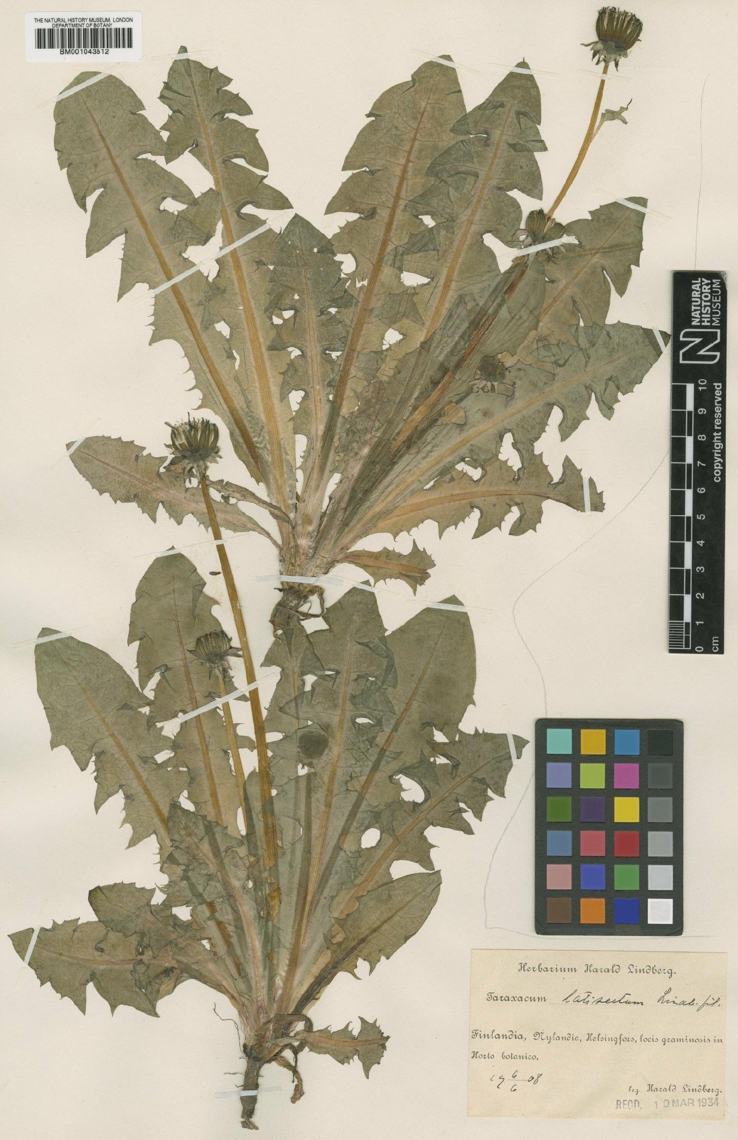 To NHMUK collection (Taraxacum latisectum Lindb; Type; NHMUK:ecatalogue:1999233)