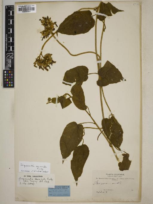 Jacquemontia acuminata Rusby - BM000906094