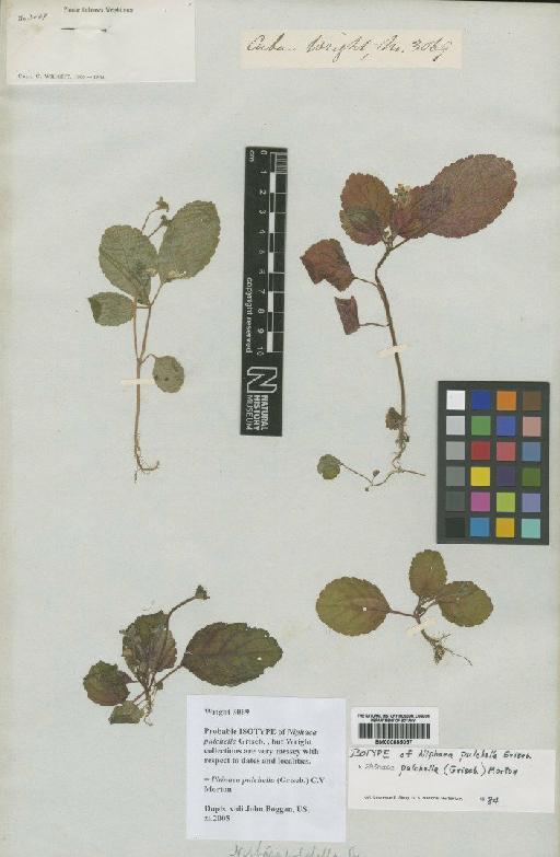 Phinaea pulchella (Griseb.) C.V.Morton - BM000885057