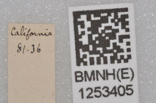 Libellula luctuosa Burmeister, 1839 - BMNHE 1253405 Libellula luctuosa specimen labels