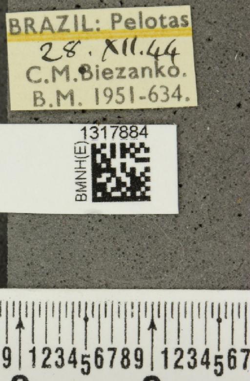 Calligrapha (Calligrapha) polyspila (Germar, 1821) - BMNHE_1317884_label_17431