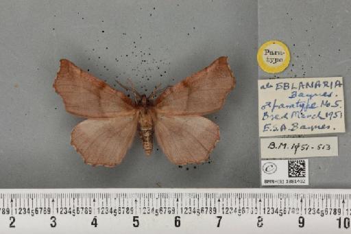 Selenia dentaria ab. eblanaria Baynes, 1952 - BMNHE_1881402_446709