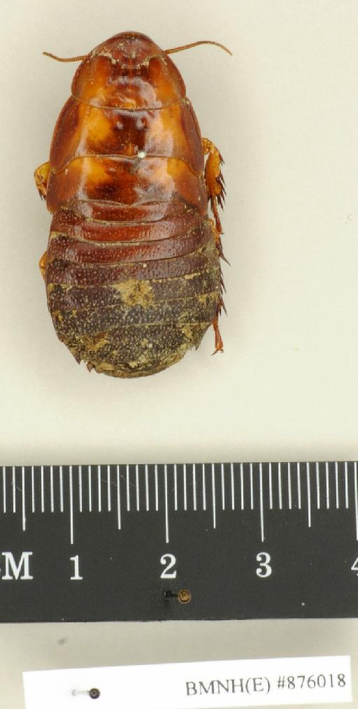 Panesthia angustipennis (Illiger, 1801) - Panesthia angustipennis Illiger, 1801, female, non type, dorsal. Photographer: Edward Baker. BMNH(E)#876018