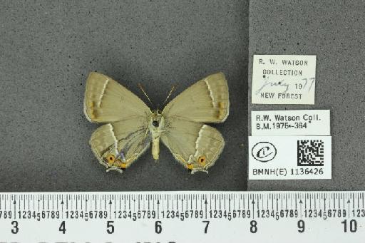 Neozephyrus quercus ab. infraflavomaculata Lempke, 1956 - BMNHE_1136426_94256