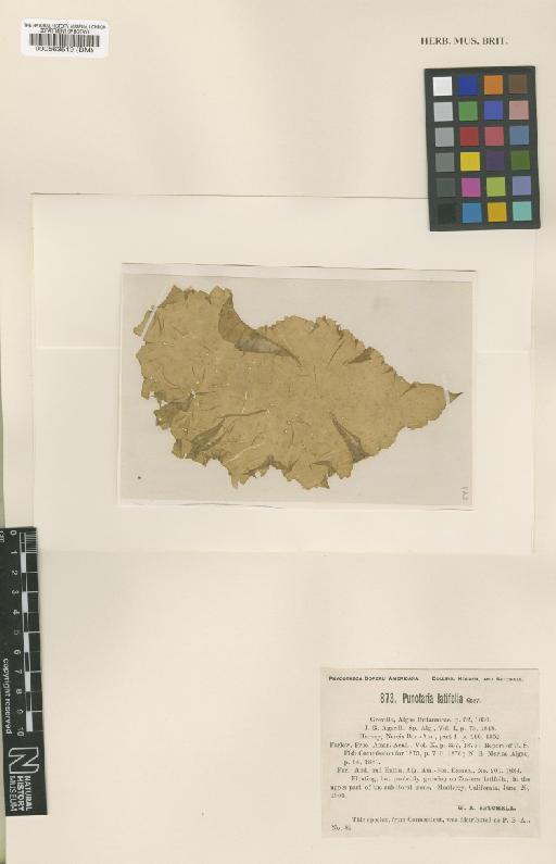 Punctaria occidentalis Setch. & N.L.Gardner - BM000563519