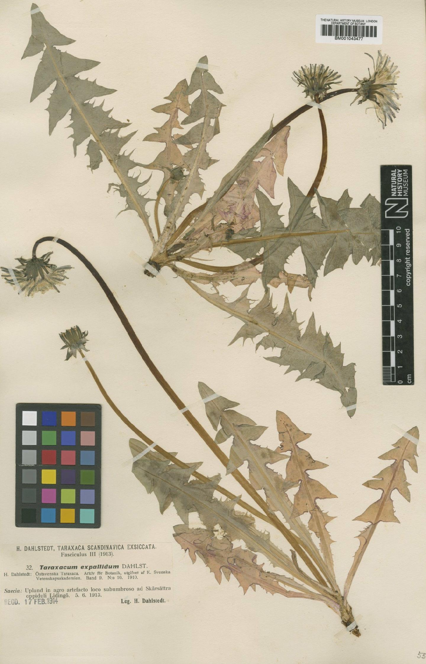 To NHMUK collection (Taraxacum expallidum Dahlst.; Type; NHMUK:ecatalogue:1998594)