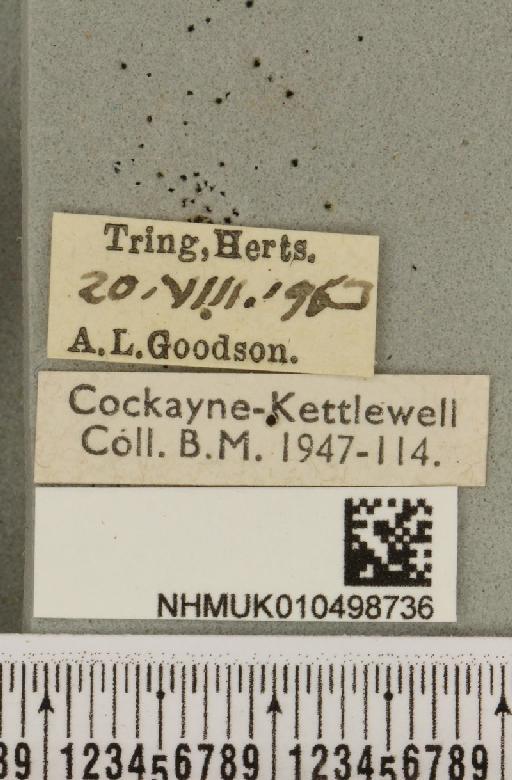 Colocasia coryli (Linnaeus, 1758) - NHMUK_010498736_label_556568