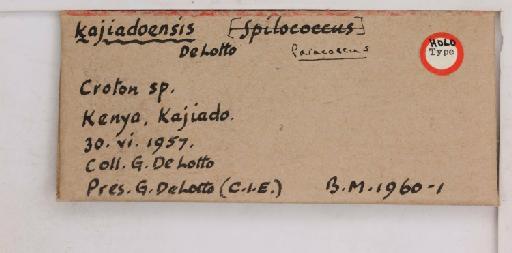 Paracoccus kajiadoensis De Lotto, 1961 - 010715193_additional
