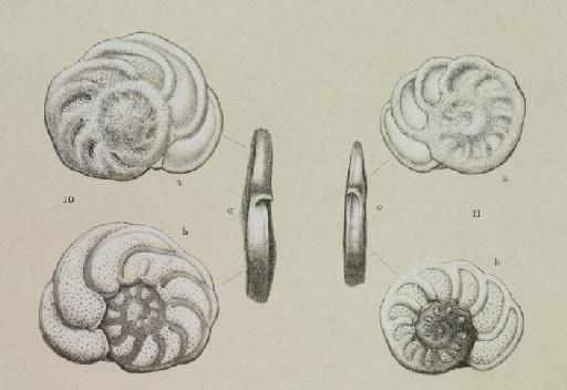 Anomalina ariminensis (d'Orbigny, 1826) - ZF1081_93_10-11_Planulina_ariminensis.jpg