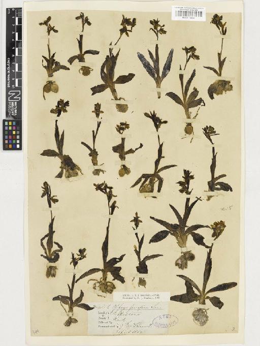 Ophrys sphegodes Mill. - BM001110932