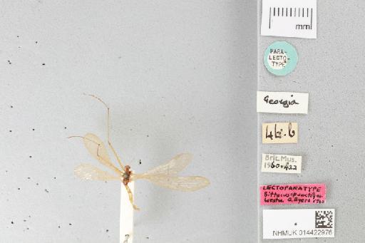 Bittacus punctiger Westwood - Bittacus_punctiger_014422976_habitus.jpg