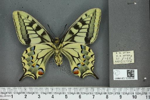Papilio machaon britannicus Seitz, 1907 - BMNHE_1079529_64916