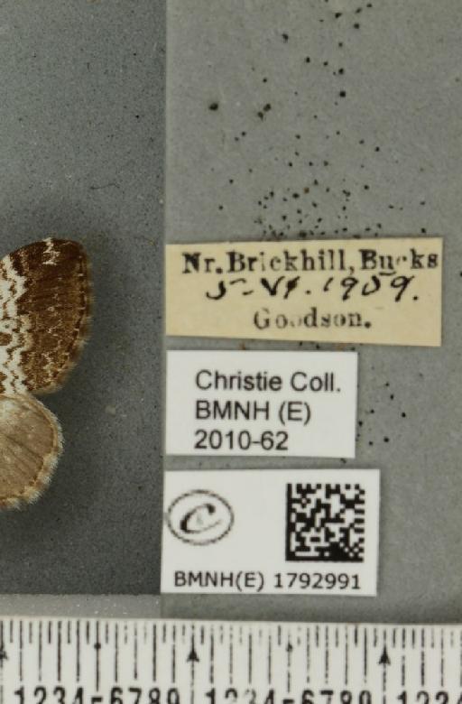 Perizoma affinitata (Stephens, 1831) - BMNHE_1792991_label_370386