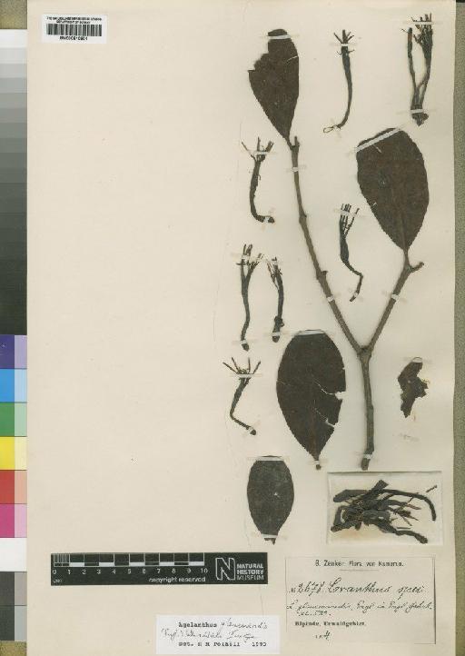 Agelanthus glaucoviridis (Engl.) Polhill & Wiens - BM000910901