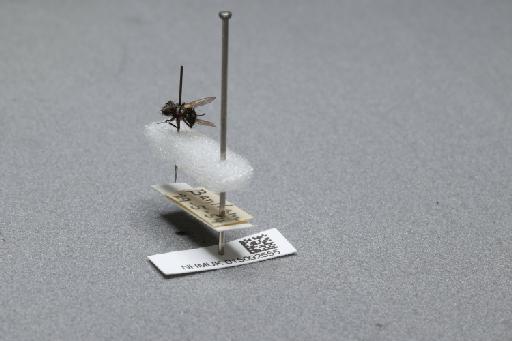 Sarcophaga (Myorhina) nigriventris Meigen, 1826 - 015092555_additional_2