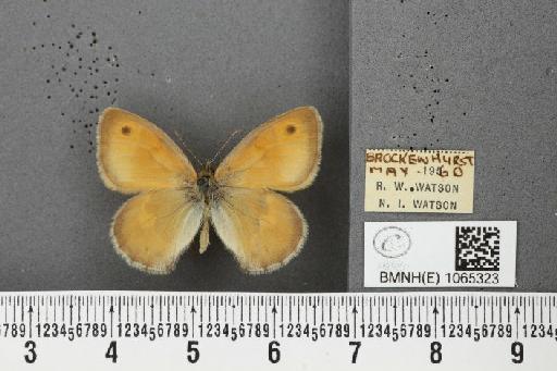 Coenonympha pamphilus ab. partimtransformis Leeds, 1950 - BMNHE_1065323_26656