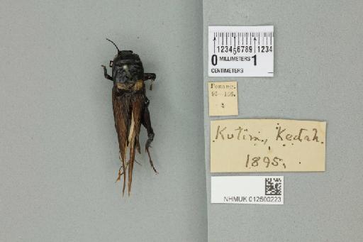 Gryllus (Gryllus) bimaculatus De Geer, 1773 - 012500223_73452_92050