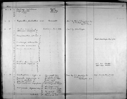 Nectarinia mariquensis mariquensis - Zoology Accessions Register: Aves (Skins): 1874 -1880: page 16