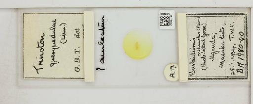 Trinoton querquedulae Linnaeus, 1758 - 010664157_816409_1431931