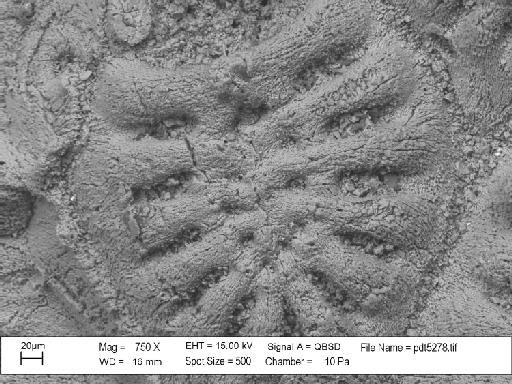 Aeolopora catillus Taylor & McKinney, 2006 - PI BZ 5216 (1a) - Aeolopora catillus