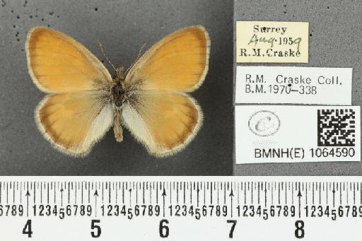 Coenonympha pamphilus (Linnaeus, 1758) - BMNHE_1064590_25548