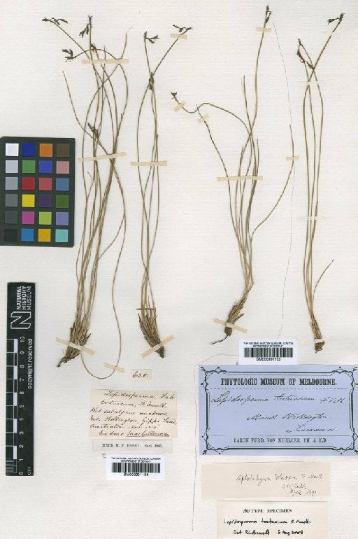 Lepidosperma tortuosum F.Muell. - BM000991105