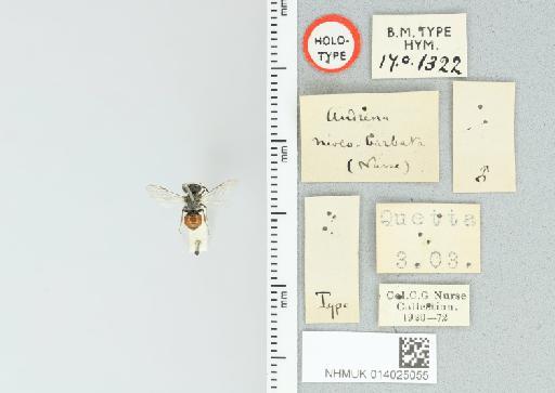 Andrena niveobarbata Nurse, 1904 - 014025055_834154_1618679-