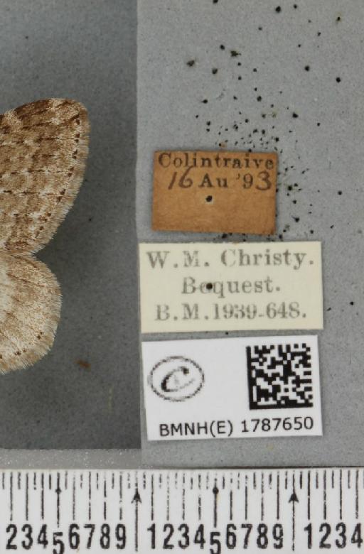 Epirrita filigrammaria ab. polata Westwood, 1845 - BMNHE_1787650_label_361524