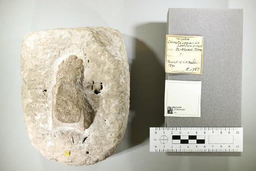 Cimoliasaurus portlandicus (Owen, 1869) - 010033399_L010221797
