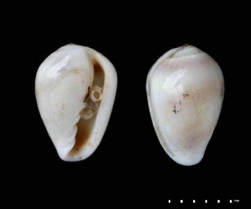 Marginella caribaea d'Orbigny, 1842 - 1854.10.4.304E