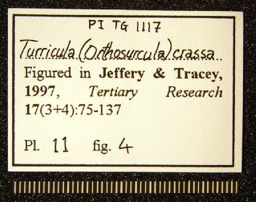 Turricula (Orthosurcula) crassa (Edwards, 1857) - TG 1117. Turricula (Orthosurcula) crassa (label 4)