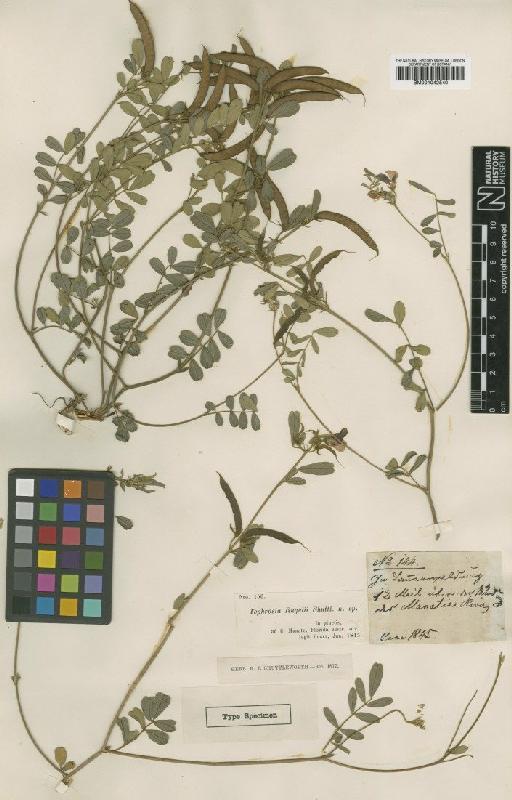 Tephrosia rugelii Shuttlew. ex B.L.Rob. - BM001042540