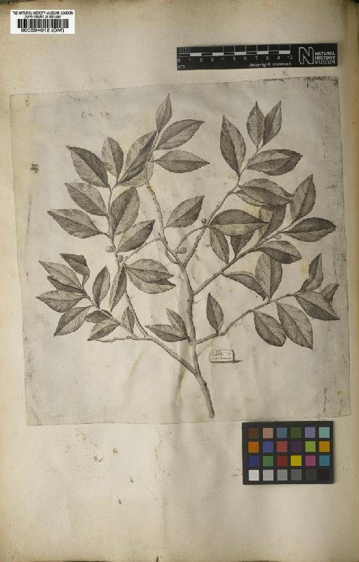 Schaefferia frutescens Jacq. - BM000594012