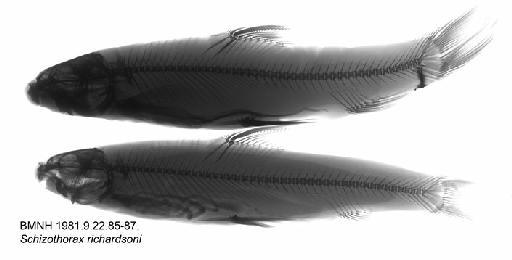 Schizothorax richardsoni (Gray, 1832) - BMNH 1981.9.22.85-87, Schizothorax richardsoni, Radiograph