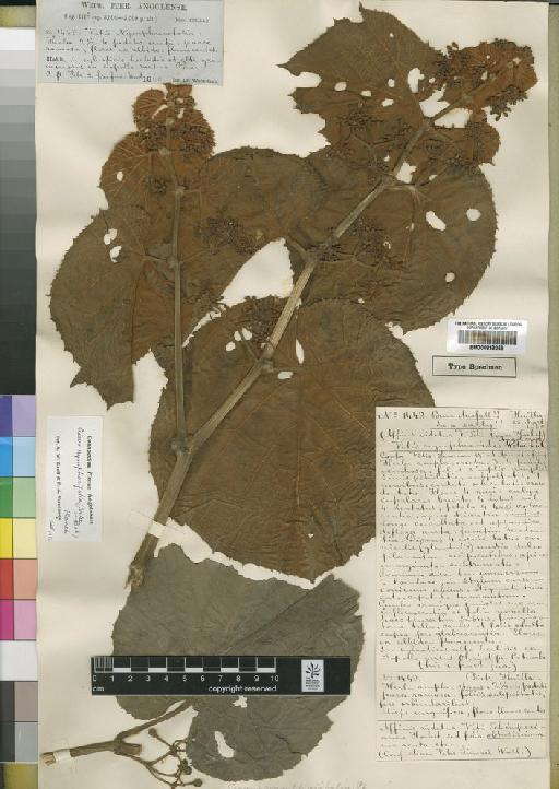 Cissus nymphaefolia (Welw. ex Baker) Planch. - BM000838258
