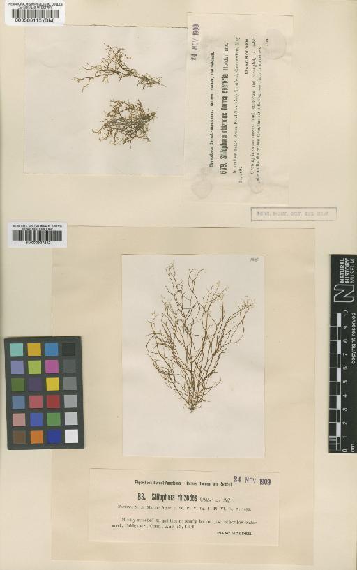 Stilophora tenella (Esper) P.C.Silva - BM000563113