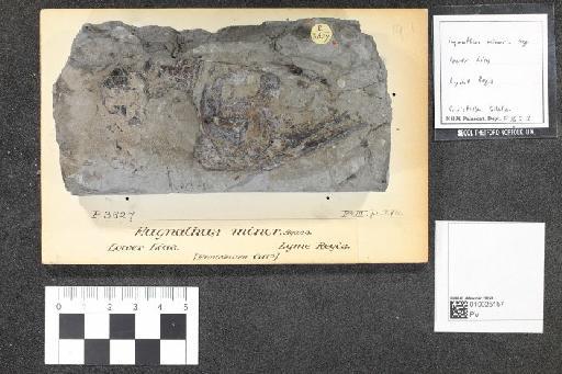 Eugnathus minor Woodward, A. S. 1895 - 010025181_L010097149_(1)