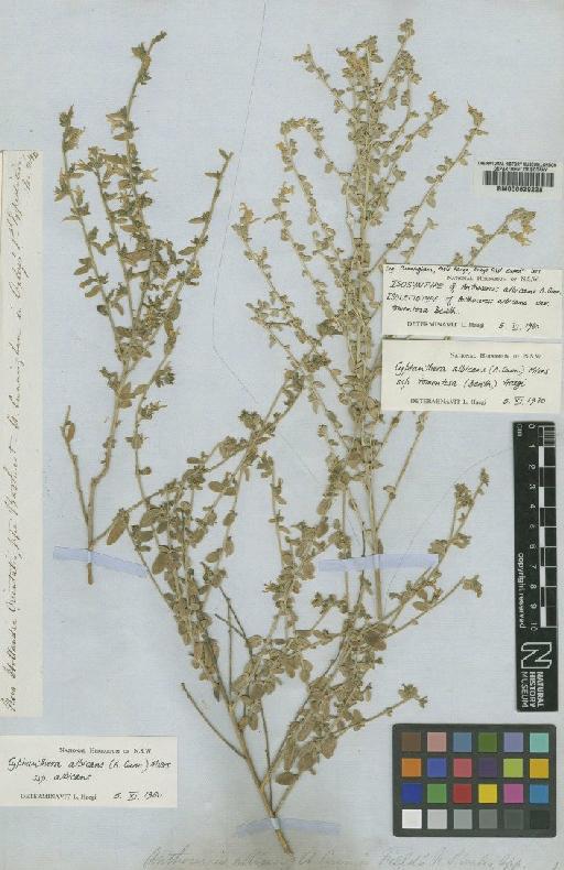 Cyphanthera albicans subsp. tomentosa (Benth.) Haegi - BM000629228