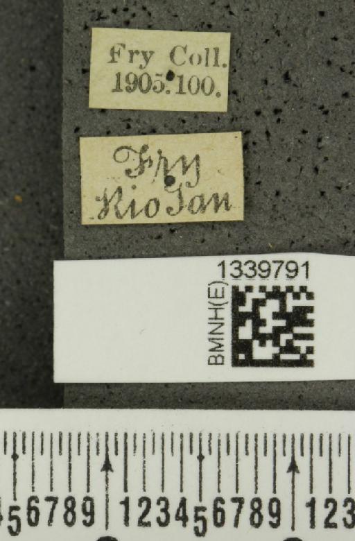 Isotes spilothorax (Harold, 1875) - BMNHE_1339791_label_22855