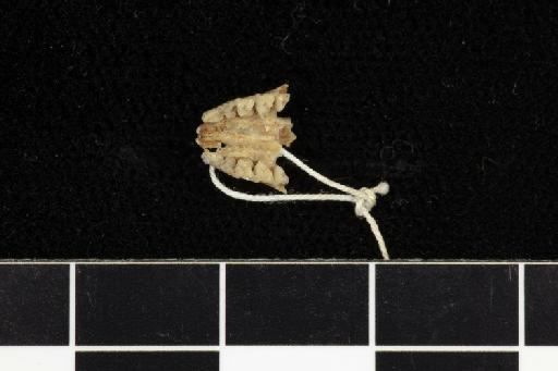Hipposideros cervinus - 1855_11_7_13-Rhinolophus_cervinus-Holotype-Skull-occlusal