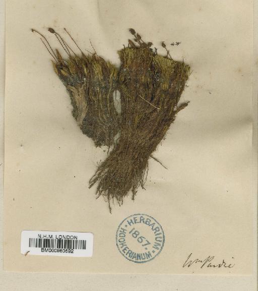 Psilopilum trichodon (Hook.f. & Wilson) Mitt. - BM000960592