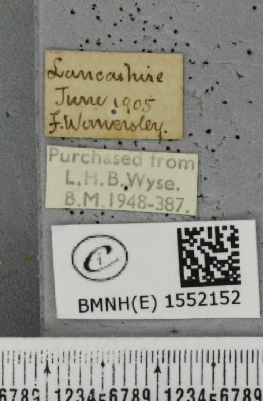 Ochropacha duplaris (Linnaeus, 1761) - BMNHE_1552152_label_237309