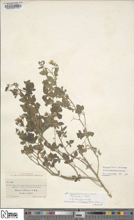Solanum triquetrum Cav. - BM000579996