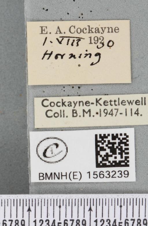 Eilema griseola Haworth, 1809 - BMNHE_1563239_label_287076