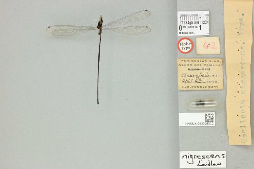 Coeliccia nigrescens Laidlaw, 1931 - 013324302_dorsal