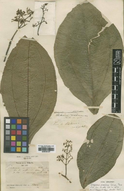 Leandra sessilfolia (Triana) Cogn. - BM000884497