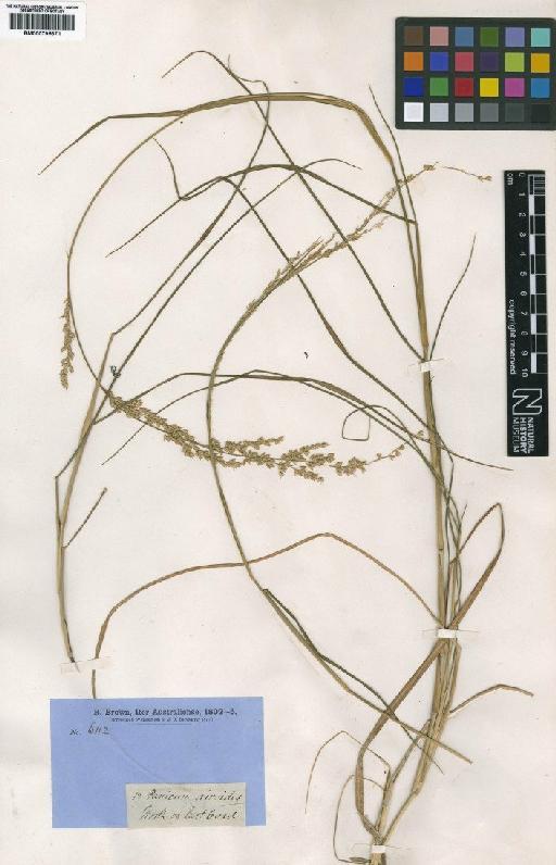 Whiteochloa airoides (R.Br.) Lazarides - BM000795671